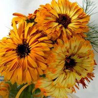 Календулы цветы. :: nadyasilyuk Вознюк Календулы цветы. :: nadyasilyuk Вознюк