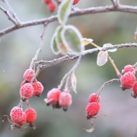 Заморозки :: ZNatasha -