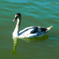 Молодняк :: Валентин Семчишин