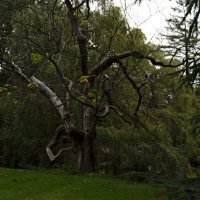 Вечер в парке Букингемского дворца :: Ольга Вечер в парке Букингемского дворца :: Ольга