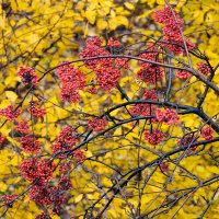 Рябина осенью :: Александр Синдерёв