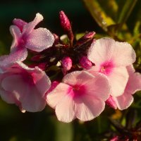 Доброе утро :: Юрий. Шмаков Доброе утро :: Юрий. Шмаков