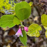 ***в каплях дождя*** :: Olga Oskolkova