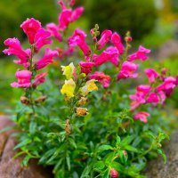 ***Осени подарок*** :: Olga Oskolkova