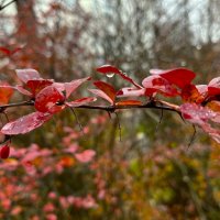 ***четкая геометрия*** :: Olga Oskolkova