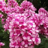 Флоксы :: Freddy 97