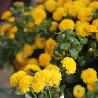 Хризантемы :: Оксана Новик 