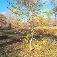 Берёзка :: Надежда 