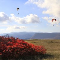 Скумпия и Парапланы :: Геннадий Валеев Скумпия и Парапланы :: Геннадий Валеев