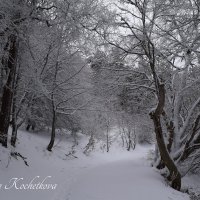 Природа Крыма :: Amazing Cosmea