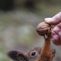 Подача :: Александр Кондаков