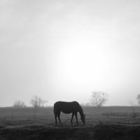 Лошадка в тумане. :: Александр 