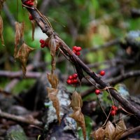 На Машуке облако 5 :: Павленко Михаил 