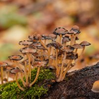 В ноябрьском лесу... :: Владимир Жданов