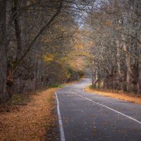 **** :: Елизавета .