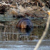 бобёр или речной бобр :: gawrilа - dan бобёр или речной бобр :: gawrilа - dan