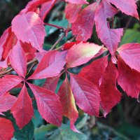 Осенние краски :: Константин Штарк