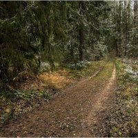 Лесная дорога :: Валентин Котляров