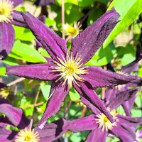 Клематис :: Наталья Клематис :: Наталья