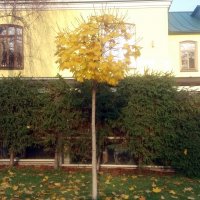 Клёник с золотистой кроной :: Galina Solovova