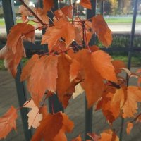 Клён :: Сапсан 