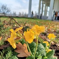 Примула :: Сапсан 