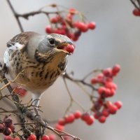**** :: Владимир Безбородов **** :: Владимир Безбородов