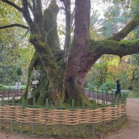 Абхазия, Ботанический сад, липа, которой 380 лет! :: Фотогруппа Весна Абхазия, Ботанический сад, липа, которой 380 лет! :: Фотогруппа Весна