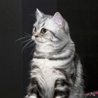 Британец (серебристый табби) :: Светлана Ищенко