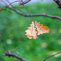 Осенняя парочка :: Валерий Иванович