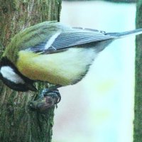 Синичка ест семечку :: Людмила Смородинская
