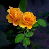 Розы Свенского монастыря :: Евгений 