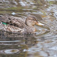 Самка чирка-свистунка :: Лина Самка чирка-свистунка :: Лина