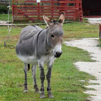 Московская область. Серпухов. Ферма «Русский страус». :: Наташа ***** Московская область. Серпухов. Ферма «Русский страус». :: Наташа *****