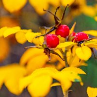 последние краски осени :: Дмитрий Лупандин последние краски осени :: Дмитрий Лупандин