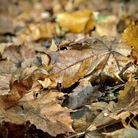 Бронза под ногами :: Любовь 