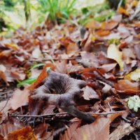 ПЛАСТУНКА - СОЧИ :: Tata Wolf