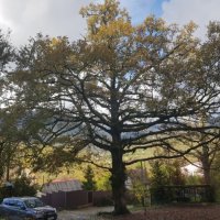 ПЛАСТУНКА - СОЧИ :: Tata Wolf