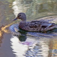 У последней черты :: Alexandеr P