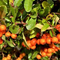 C любимым встречусь вечером в кафе, где так приятен кофе аромат, :: "The Natural World" Александер