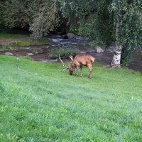 Пасущийся марал :: Ольга 