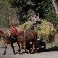 заготовка сіна :: Степан Карачко