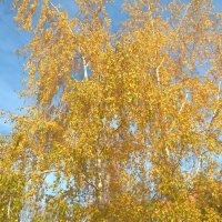 Небо осени золотой :: Елена Семигина Небо осени золотой :: Елена Семигина