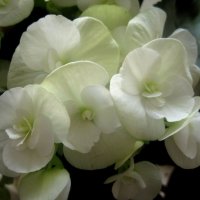 Бегония :: Елена Семигина Бегония :: Елена Семигина