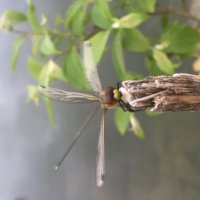 Стрекоза :: Ольга Савельева 