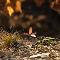 В осеннем лесу :: Эдуард Куклин