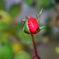 Стойкий солдатик-бутончик (30 октября) :: Светлана 