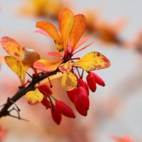 Барбарис поспел :: Светлана Барбарис поспел :: Светлана