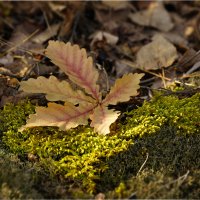 В осеннем лесу :: Эдуард Куклин