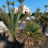 Под солнцем Египта :: Анара 